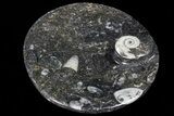 Round Fossil Goniatite Dish #73712-2